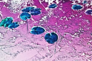 N 045C
